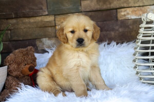 Image of Oscar, a Golden Retriever puppy