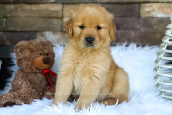 Image of Owen, a Golden Retriever puppy