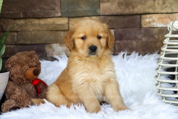 Image of Ozzy, a Golden Retriever puppy