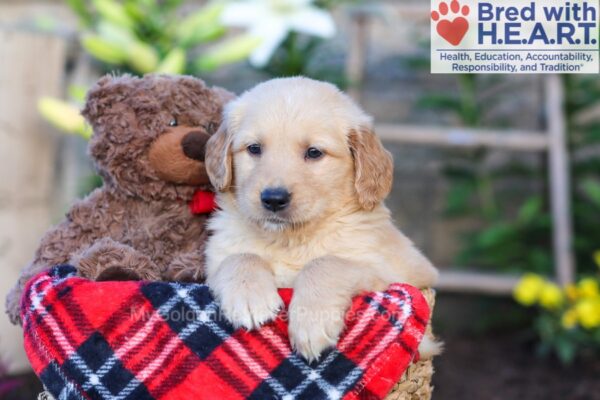 Image of Samson, a Golden Retriever puppy