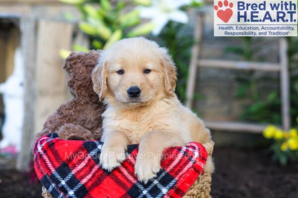 Image of Scout, a Golden Retriever puppy