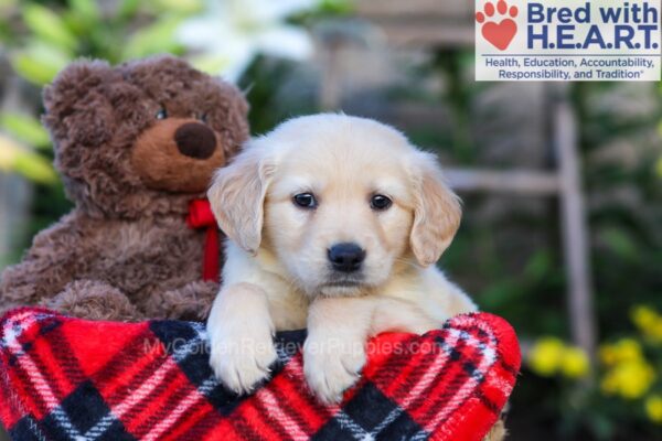 Image of Snoopy, a Golden Retriever puppy