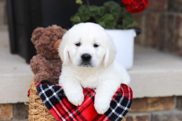 Image of Waldo, a Golden Retriever puppy