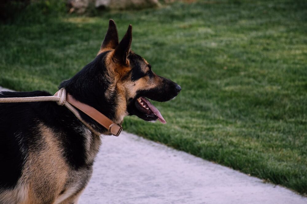 Adult German Shepherd on a leash