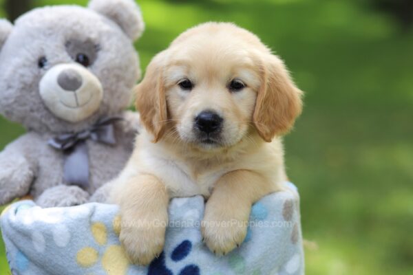 Image of Beauty, a Golden Retriever puppy