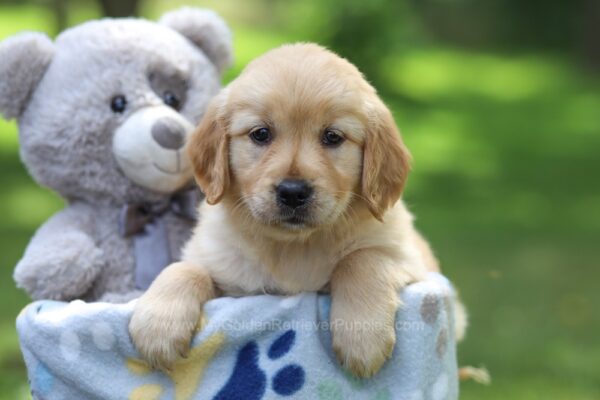 Image of Beth, a Golden Retriever puppy