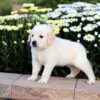 Image of Captain, a Golden Retriever puppy