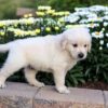 Image of Casper, a Golden Retriever puppy