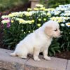 Image of Casper, a Golden Retriever puppy