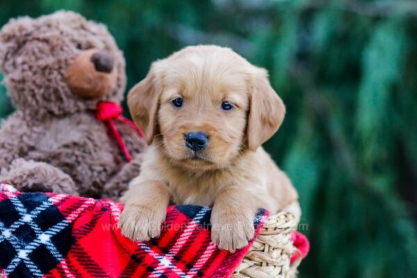 Image of Charlie, a Golden Retriever puppy