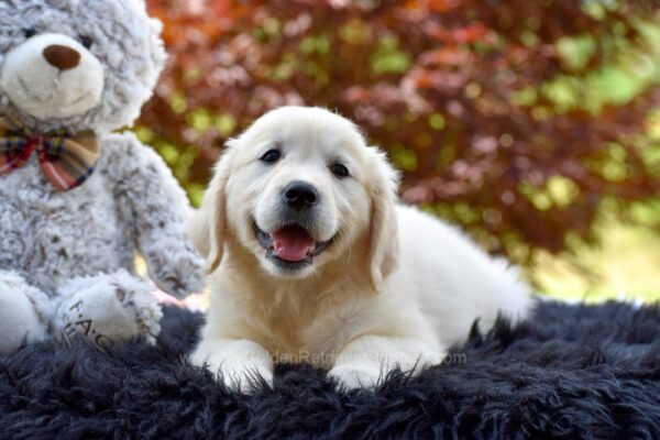 Image of Cleo (trained), a Golden Retriever puppy