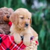 Image of Cody, a Golden Retriever puppy