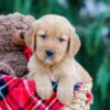 Image of Cody, a Golden Retriever puppy