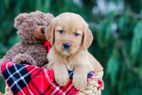 Image of Cody, a Golden Retriever puppy