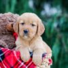 Image of Cody, a Golden Retriever puppy