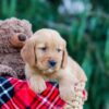 Image of Cody, a Golden Retriever puppy