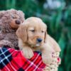 Image of Cody, a Golden Retriever puppy