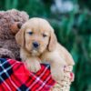 Image of Cody, a Golden Retriever puppy