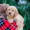 Image of Cody, a Golden Retriever puppy