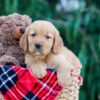 Image of Cody, a Golden Retriever puppy