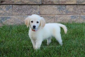Image of Cookie, a Golden Retriever puppy