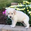 Image of Cooper, a Golden Retriever puppy