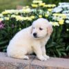 Image of Cooper, a Golden Retriever puppy