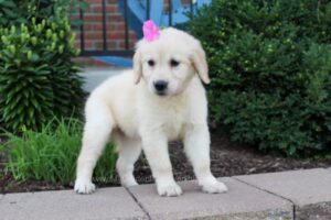 Image of Cora, a Golden Retriever puppy