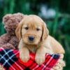 Image of Dexter, a Golden Retriever puppy