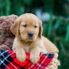 Image of Dexter, a Golden Retriever puppy