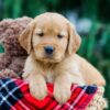 Image of Dexter, a Golden Retriever puppy