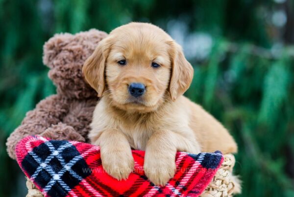 Image of Dexter, a Golden Retriever puppy