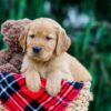 Image of Dexter, a Golden Retriever puppy