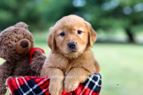 Image of Echo, a Golden Retriever puppy