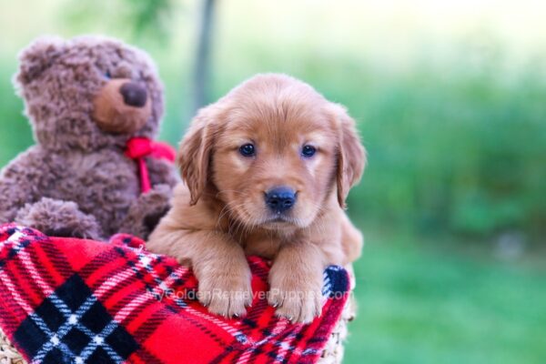 Image of Ember, a Golden Retriever puppy