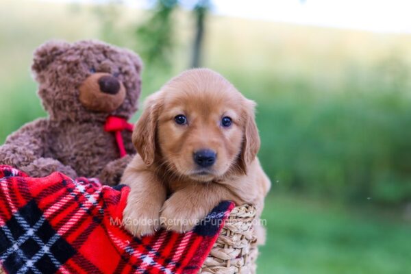 Image of Emma, a Golden Retriever puppy