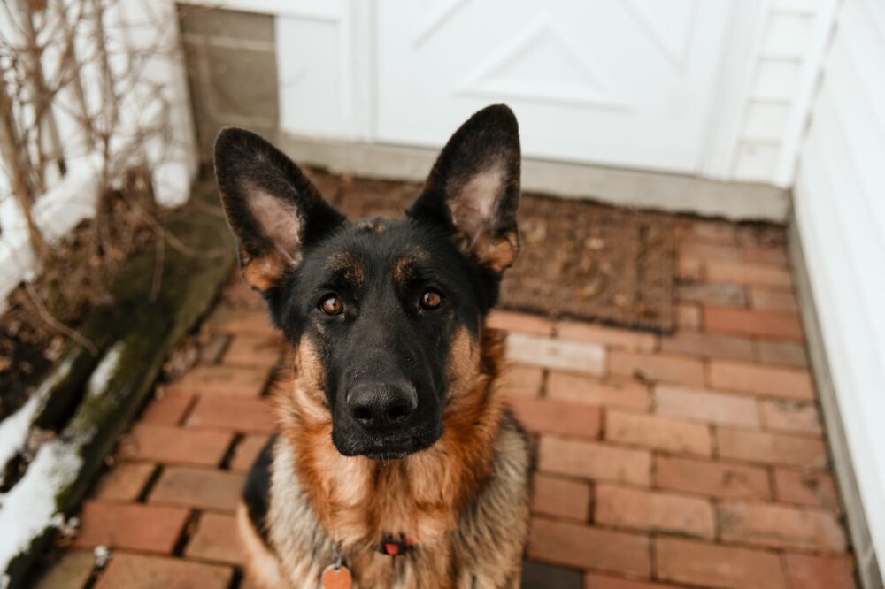 German Shepherd in Front of a House