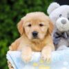 Image of Hallee, a Golden Retriever puppy