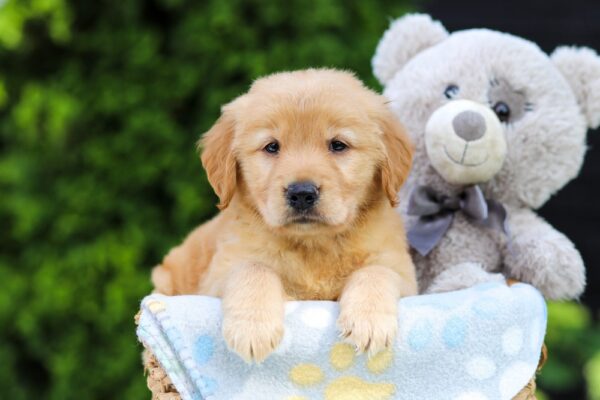 Image of Hallee, a Golden Retriever puppy