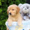 Image of Hallee, a Golden Retriever puppy