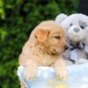 Image of Hallee, a Golden Retriever puppy