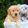 Image of Hallee, a Golden Retriever puppy