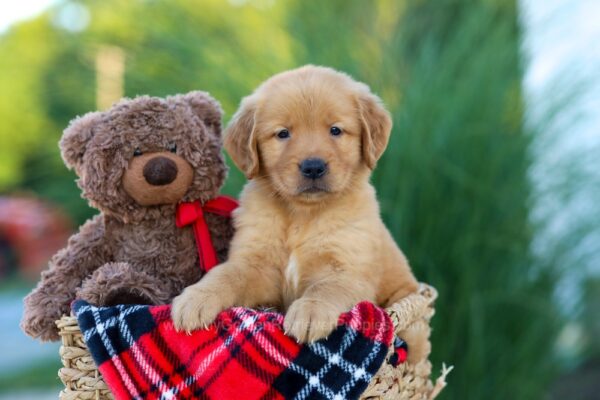 Image of Hammer, a Golden Retriever puppy