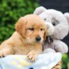 Image of Haven, a Golden Retriever puppy