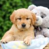 Image of Haven, a Golden Retriever puppy