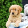 Image of Haven, a Golden Retriever puppy