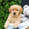 Image of Haven, a Golden Retriever puppy