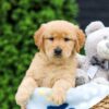 Image of Haven, a Golden Retriever puppy