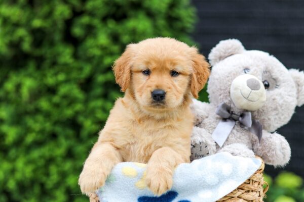 Image of Haven, a Golden Retriever puppy