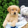 Image of Haven, a Golden Retriever puppy